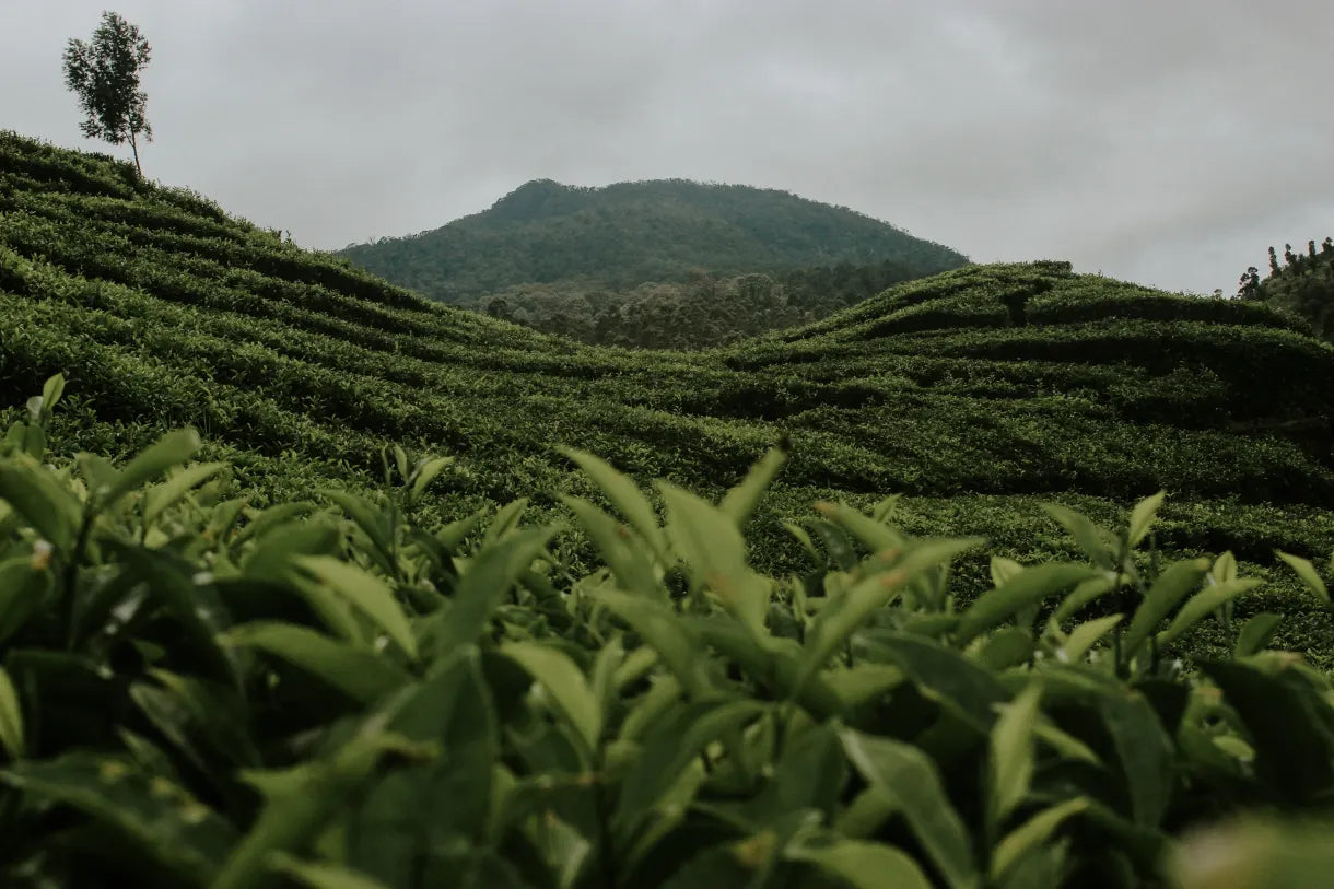 De quelle plante provient le thé matcha ? D'où vient ce thé vert